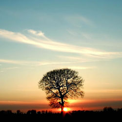 tree