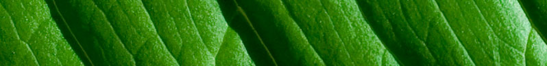 Geotermia